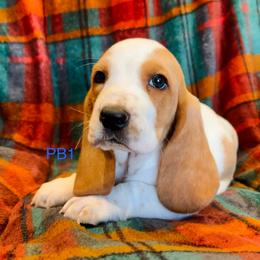 PB1 - Red and white male Basset Hound puppy in Britton, South Dakota from K&S Canines