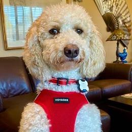 Goldendoodle All Grown Up from Happy_Tails_by_TJ