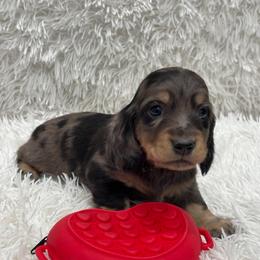 Boy 2 green collar - Dapple male Dachshund puppy in Chicago, Illinois from RGZ Doxies