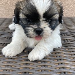 Shih Tzu Puppies from Willow Lane Shih Tzus