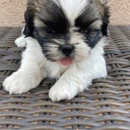 Shih Tzu Puppies from Willow Lane Shih Tzus