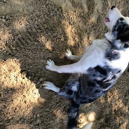 Border Collie All Grown Up from Mccurry Farms
