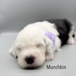 Munchkin - Black and white female Old English Sheepdog puppy in Chattanooga, Tennessee from River City Doodles TN