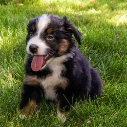 Miniature American Shepherd and Miniature Australian Shepherd Puppies from Bellewynd Acres