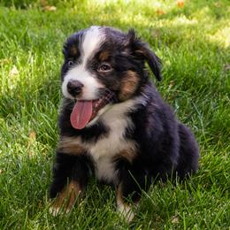 Miniature American Shepherd and Miniature Australian Shepherd Puppies from Bellewynd Acres