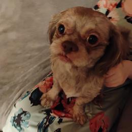 Shih Tzu Puppies from Morningstar's Shih Tzu