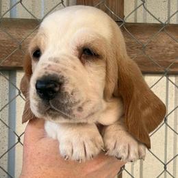 Orange collar - Red and white female Basset Hound puppy in Kenansville, Florida from Fancy Hounds