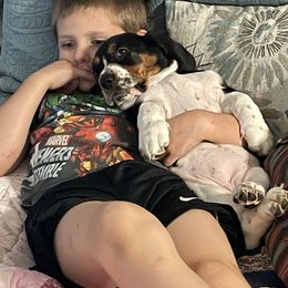 Basset Hound Puppies from Christy's Basset Hounds