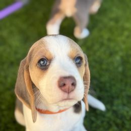 Star- Orange Collar - Blue tan and white female Beagle puppy in Las Vegas, Nevada from Hound Kings