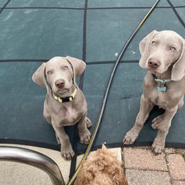 Weimaraner Puppies from Silver Spoon Weimaraners