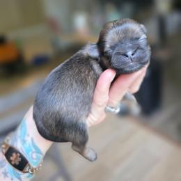 Donnie - Red male Shih Tzu puppy in Lancaster, Ohio from Wandering Tzu