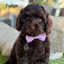 White girl - Chocolate female Australian Labradoodle puppy in Anderson, California from Shaggy Doodles