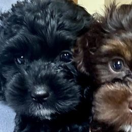 Cockapoos, Poodles, Yorkipoos, and Yorkshire Terriers from Top Notch Pupz