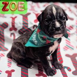 Zoe - Brindle female Boxer puppy in Mountain Home, Idaho from LJK Boxers & Toy Aussies