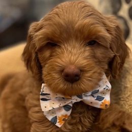 Boy 2 - Apricot Australian Labradoodle puppy in Lodi, California from These Charm's Doods