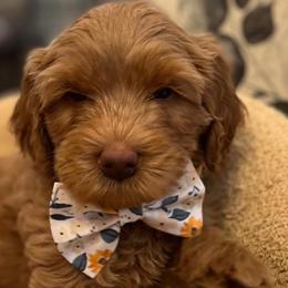 Boy 2 - Apricot Australian Labradoodle puppy in Lodi, California from These Charm's Doods