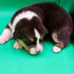 Boone (Red collar) - Black and tan male American Corgi puppy in Omaha, Arkansas from DnD Corgis