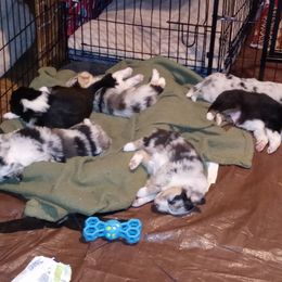 Australian Shepherd Puppies from Desert Moon Aussies