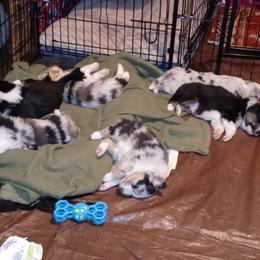 Australian Shepherd Puppies from Desert Moon Aussies