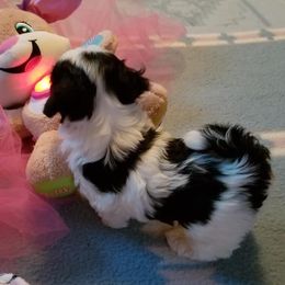 Havanese Puppies from SunWyst Havanese