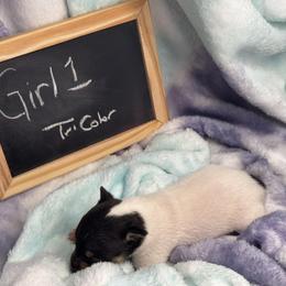 Girl 1 - White black and tan female Toy Fox Terrier puppy in Briggs, Texas from TAC Team Kennels