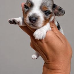 Lily - Dapple female Dachshund puppy in Jarales, New Mexico from Poker Paws Dachshunds