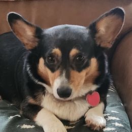 Dixie - Pembroke Welsh Corgi