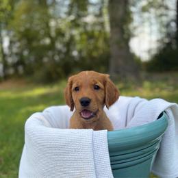 Fig - Dark golden male Golden Retriever puppy in Maysville, North Carolina from Gold Rush Retrievers