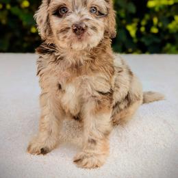Aussiedoodle, Australian Shepherd, Bernedoodle, Cavapoo, Cockapoo, and Poodle Puppies from Sis' Doodles & Poodles