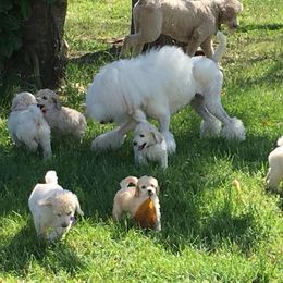 Poodle Puppies from Gwynt Standard Poodles