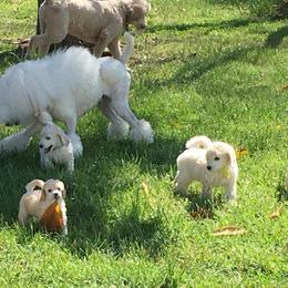 Poodle Puppies from Gwynt Standard Poodles
