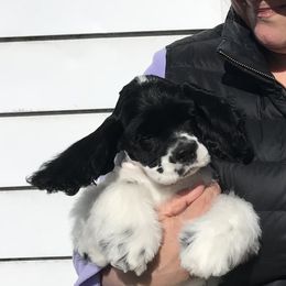 Cocker Spaniel Puppies from Dune Cockers