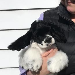 Cocker Spaniel Puppies from Dune Cockers
