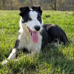 Berg - Black and white male Border Collie puppy in Strafford, Vermont from Thundering Paws Farm Working Collies