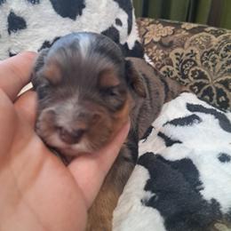 Amelia - Blue merle female Bernedoodle puppy in Lafayette, Alabama from Williams Lake Kennels