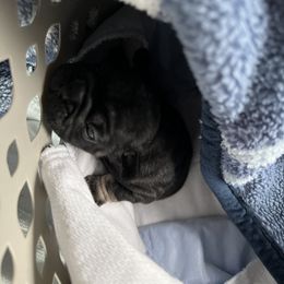 French Bulldog Puppies from Stratton Kennel