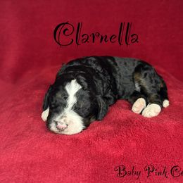 Clarnella - Tri-color female Bernedoodle puppy in Gentry, Arkansas from WWBar Bernedoodles