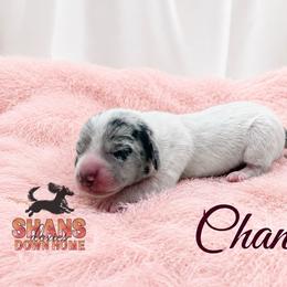Chanel - Piebald female Dachshund puppy in Hockley, Texas from Shans Down Home Doxies