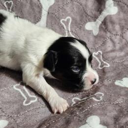 Jo Jo I - White black and tan male Papillon puppy in Fulton, Missouri from Papillon Love