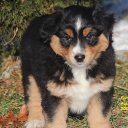 Hera - Miniature American Shepherd puppy from Faithwalk Aussies and Mini American Shepherds