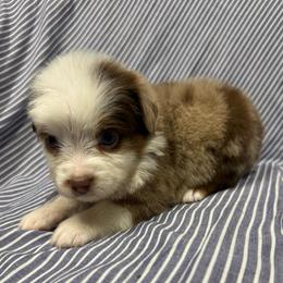 RMM2 - Red merle male Toy Australian Shepherd puppy in Pryor Creek, Oklahoma from DK’s Littles & Co