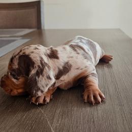 Male 3 green - Dapple male Dachshund puppy in Hesperia, California from VOM HAUSE Imperial