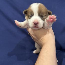 Australian Cattle Dog and Pembroke Welsh Corgi Puppies from Diamond Bar H