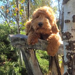 Texas - Red male Bernedoodle puppy in Boise, Idaho from Nesting Dolls