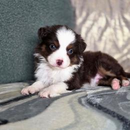 Arrow - Red tri male Miniature Australian Shepherd puppy in Killen, Alabama from Wilkers Wholehearted Mini Aussies