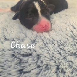 Chase - Black tri male Toy Australian Shepherd puppy in Bethany, Oklahoma from Donna's Toy & Mini Aussies