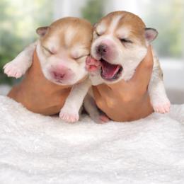 Pomsky and Siberian Husky Puppies from L.A Pomskys