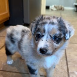 Australian Shepherd Puppies from Friendly Hills Aussies