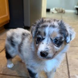 Australian Shepherd Puppies from Friendly Hills Aussies