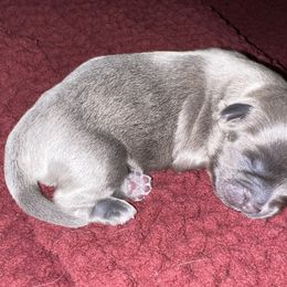 Shih Tzu Puppies from Lavender Lane Tzus
